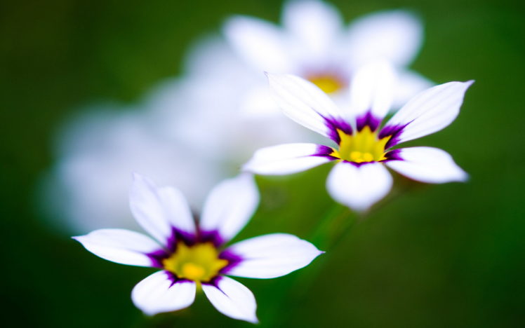 flowers, Beautyful HD Wallpaper Desktop Background