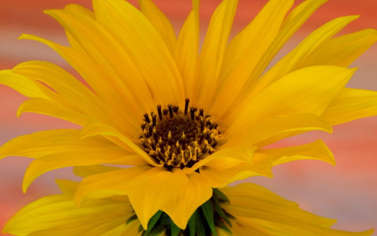 flowers, Yellow HD Wallpaper Desktop Background