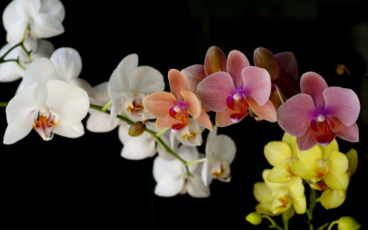 flowers, Orchid HD Wallpaper Desktop Background