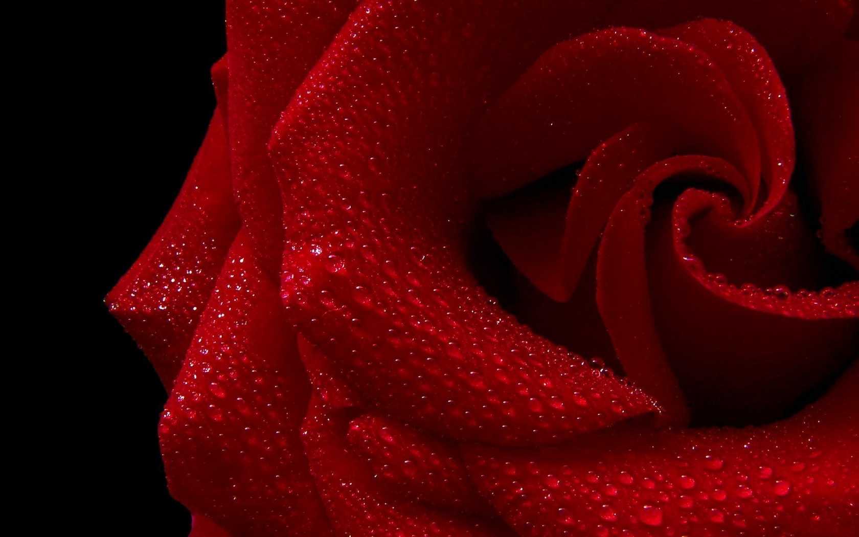 flowers, Rose, Water, Drops, Red Wallpaper