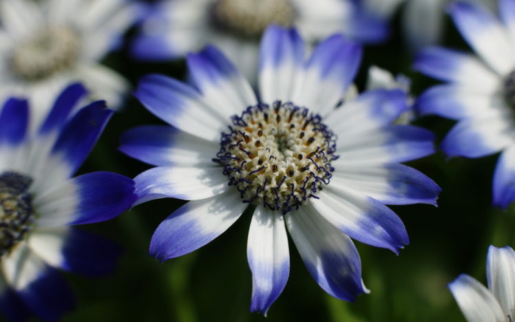 flowers, White, And, Blue HD Wallpaper Desktop Background
