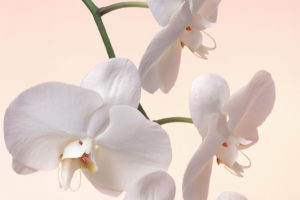 flowers, Orchid, White