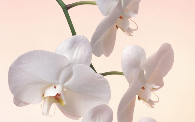 flowers, Orchid, White HD Wallpaper Desktop Background