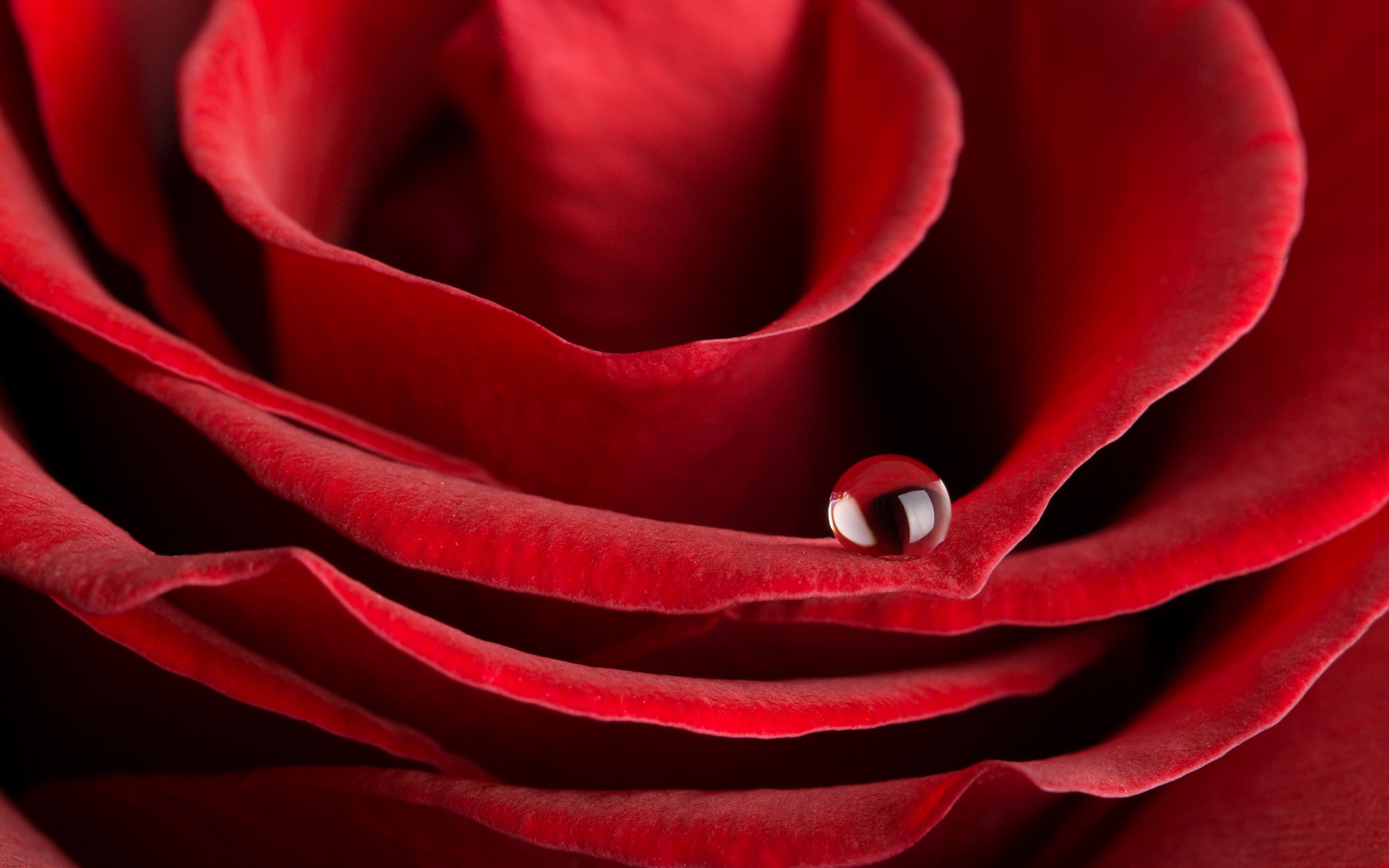 flowers, Rose, Water, Drops, Red Wallpaper