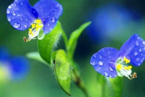 flowers, Water, Drops, Blue