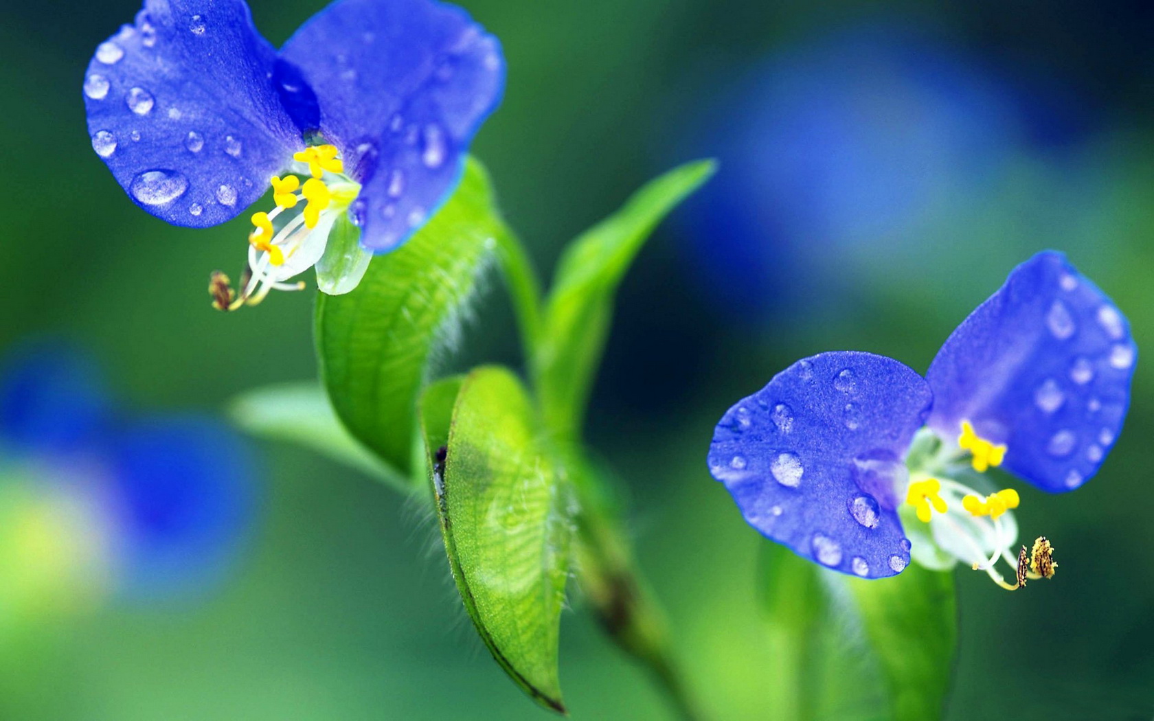 flowers, Water, Drops, Blue Wallpaper