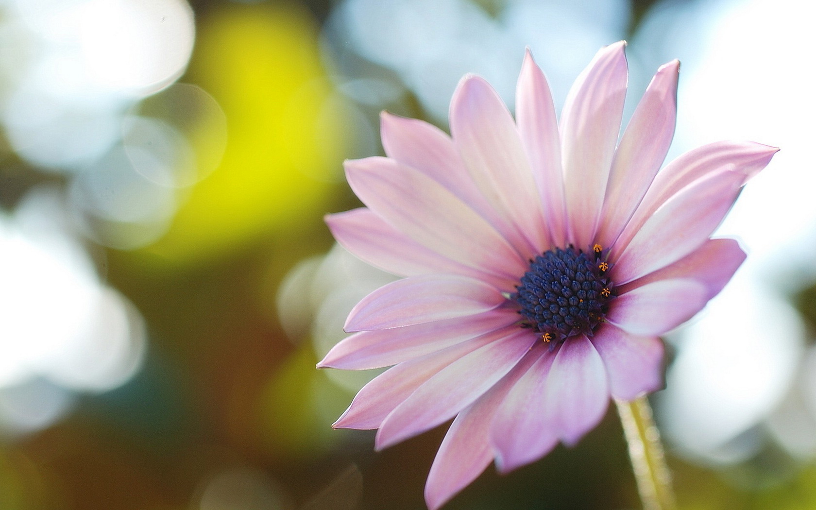 flowers, Nice Wallpaper