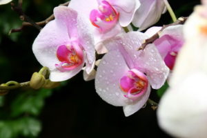 flowers, Orchid, Water, Drops