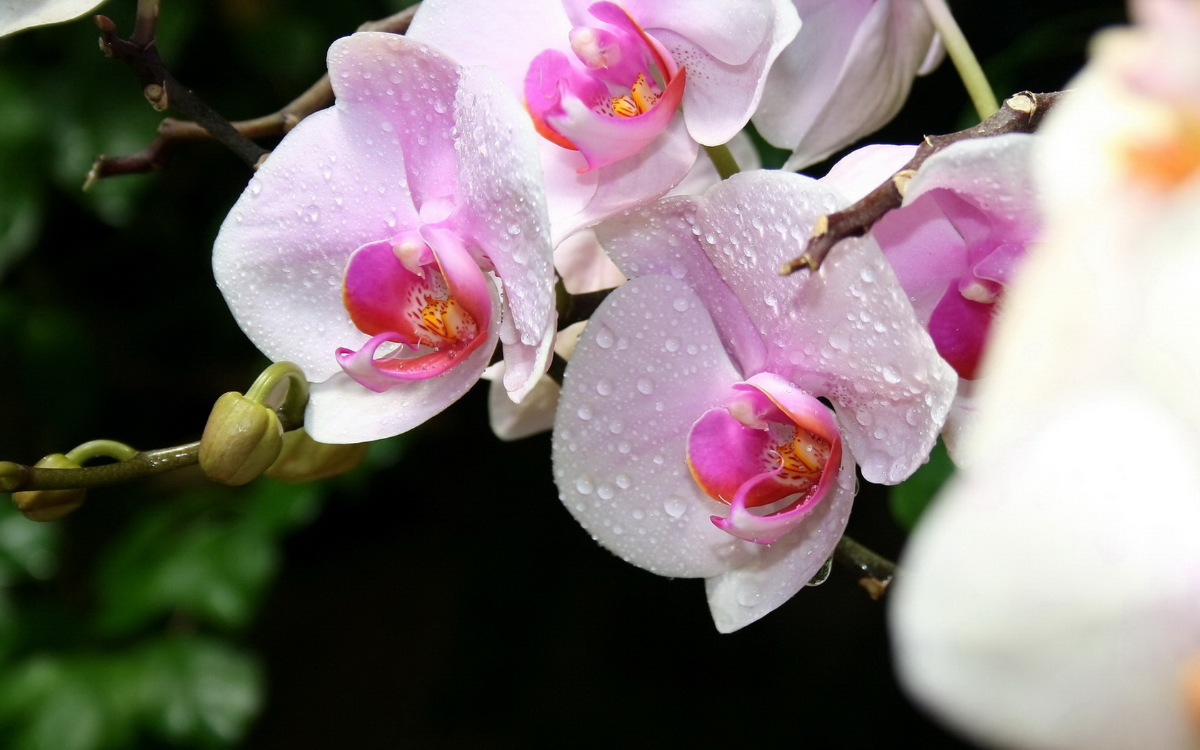 flowers, Orchid, Water, Drops Wallpaper