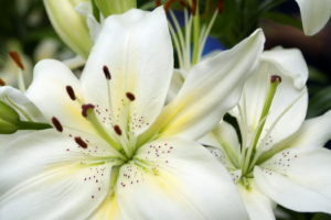 flowers, White, Lilium, Candidum