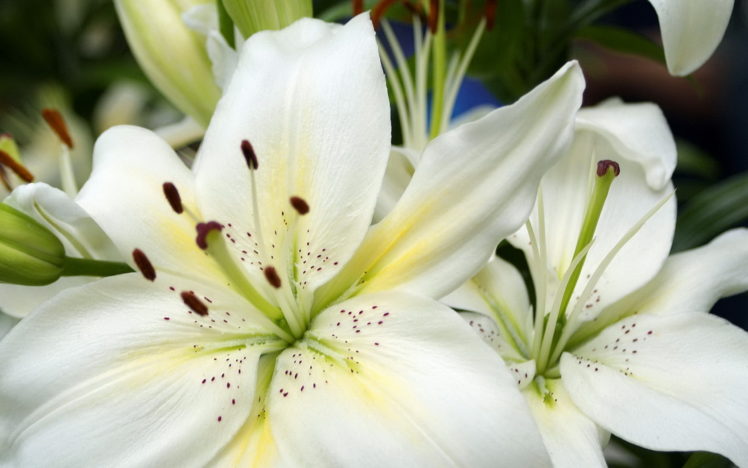 flowers, White, Lilium, Candidum HD Wallpaper Desktop Background