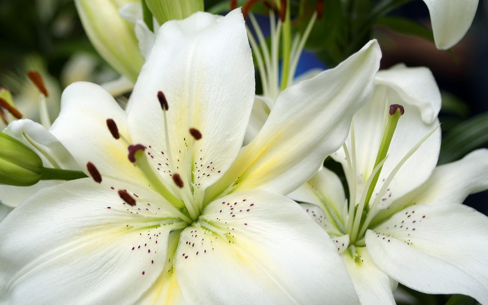 flowers, White, Lilium, Candidum Wallpaper