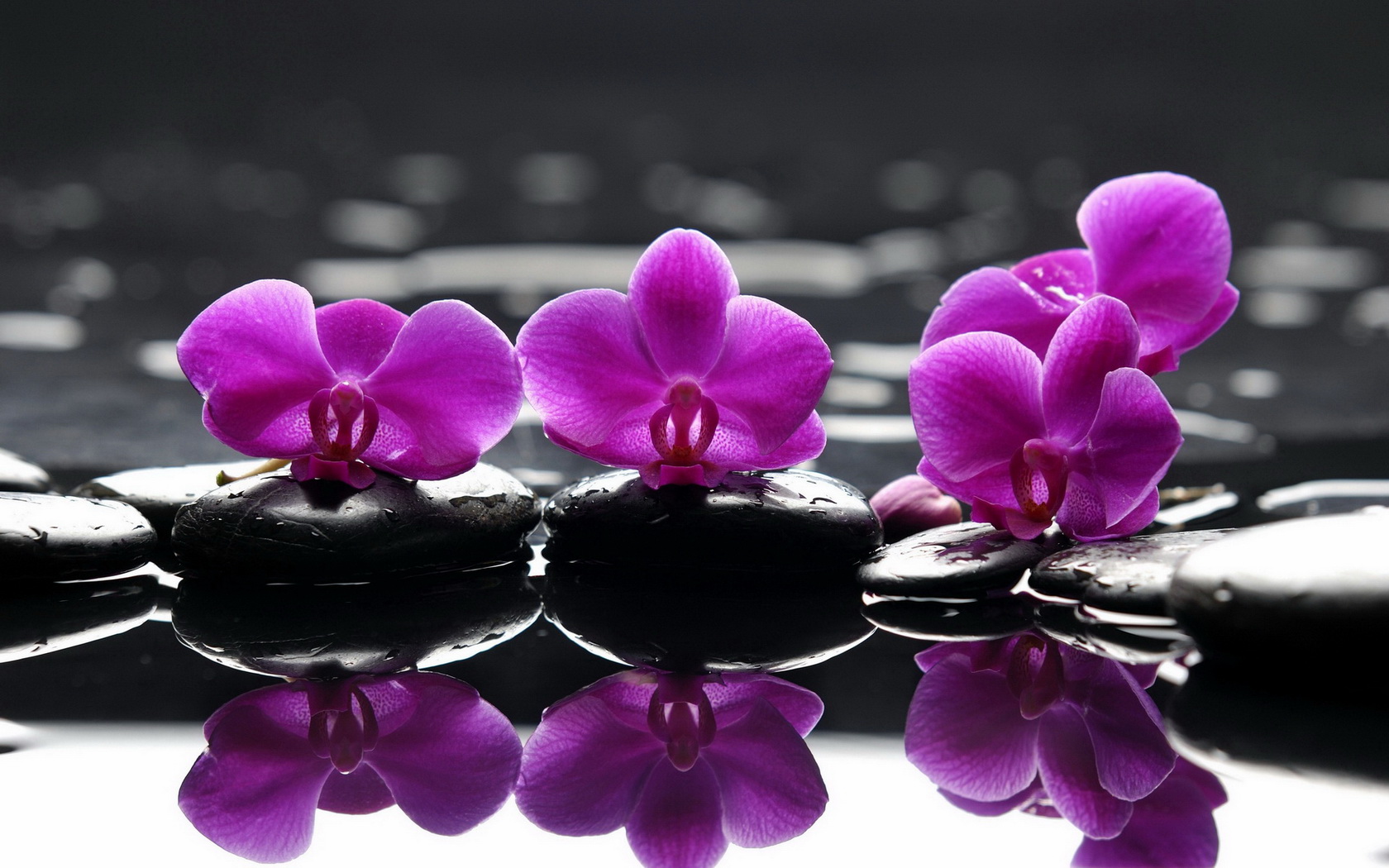 flowers, Orchid, Water Wallpaper