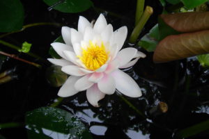 flowers, Water, Lily, White
