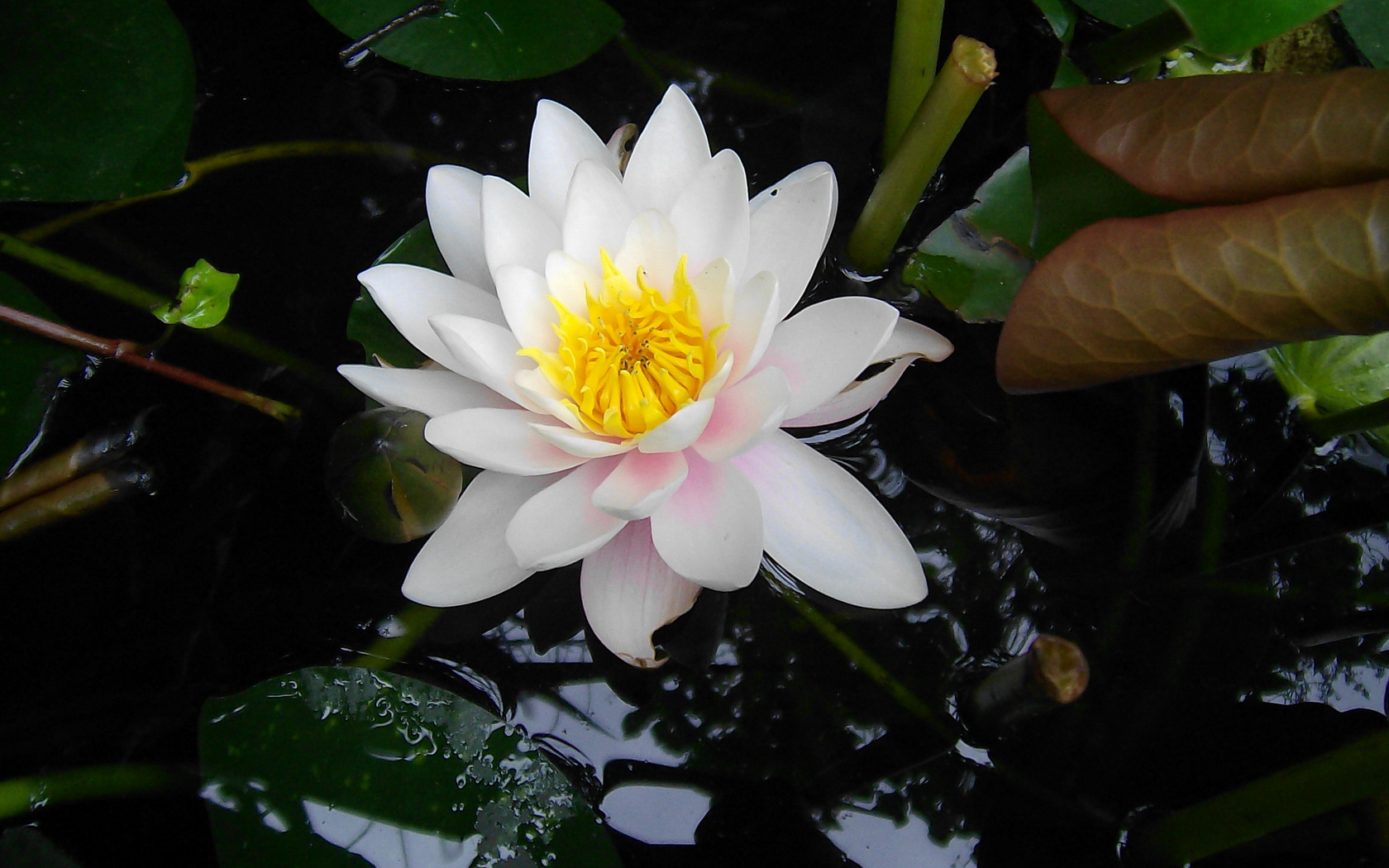 flowers, Water, Lily, White Wallpaper