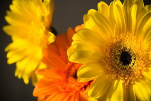 flowers, Yellow, Gerbera