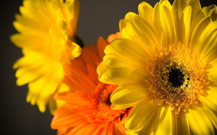 flowers, Yellow, Gerbera HD Wallpaper Desktop Background