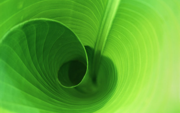 curled, Leaf HD Wallpaper Desktop Background
