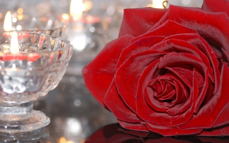 flowers, Rose, Red HD Wallpaper Desktop Background