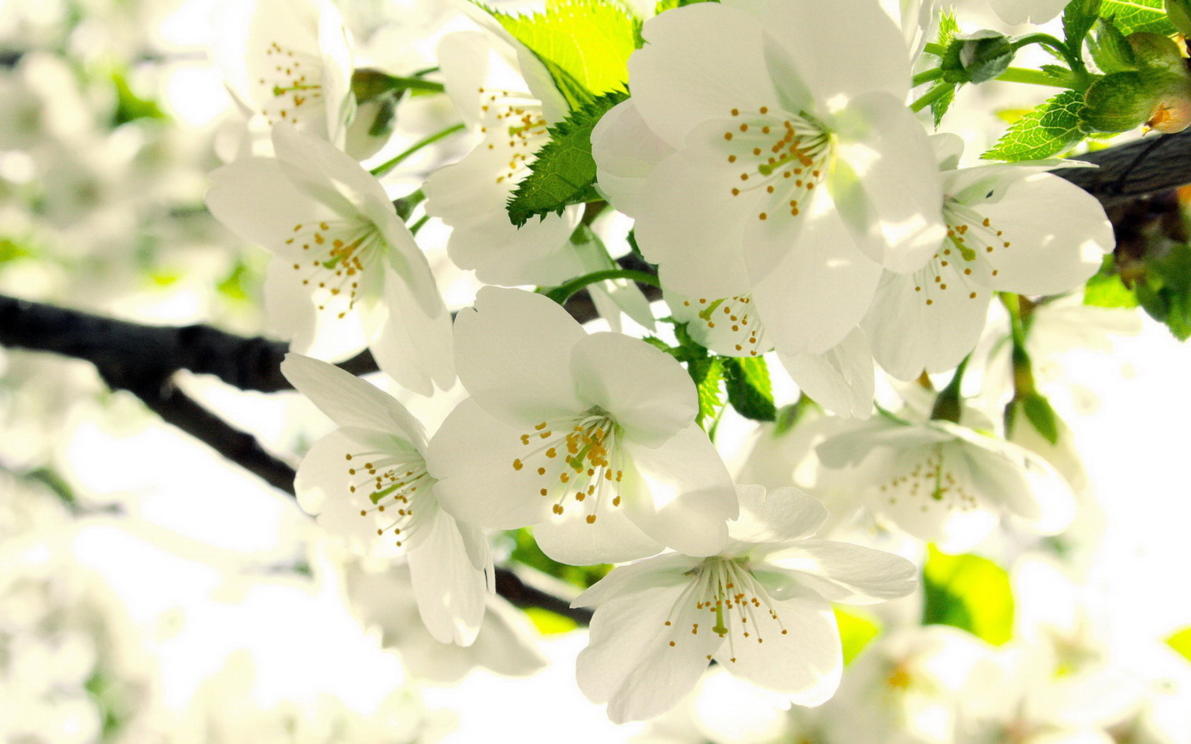 flowers, Tree, Branches, White Wallpaper