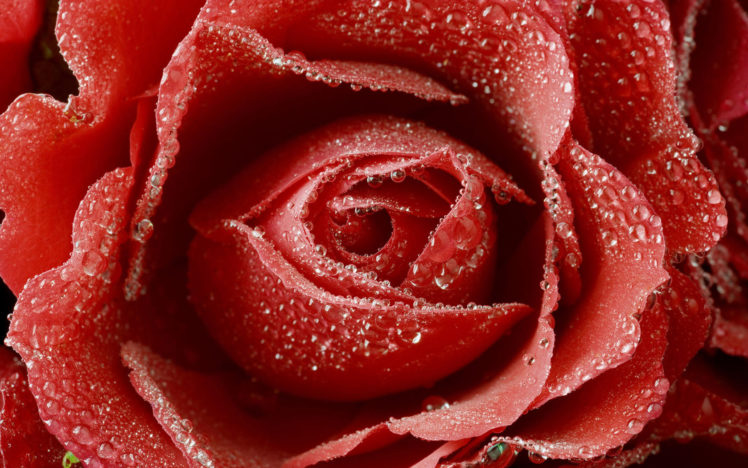 flowers, Rose, Water, Drops, Red HD Wallpaper Desktop Background