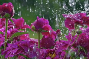 flowers, Water, Drops