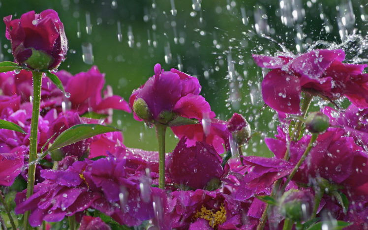 flowers, Water, Drops HD Wallpaper Desktop Background