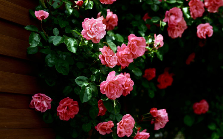 flowers, Pink HD Wallpaper Desktop Background