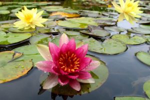 flowers, Water, Lily, Red