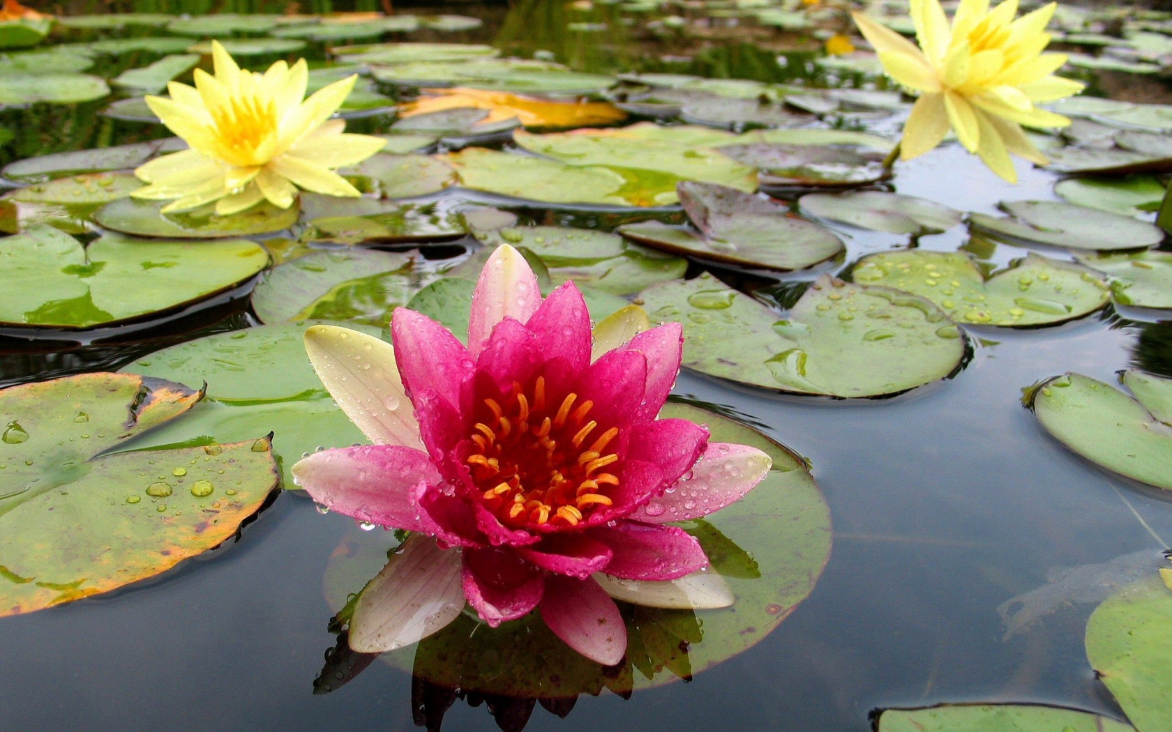 flowers, Water, Lily, Red Wallpaper