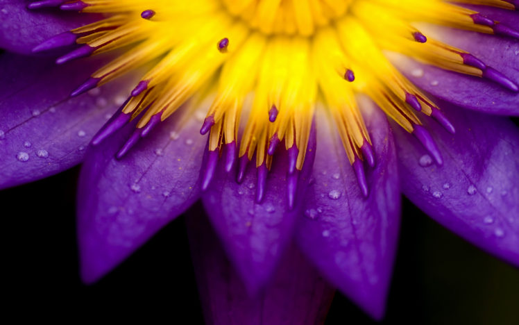 flowers, Water, Drops HD Wallpaper Desktop Background