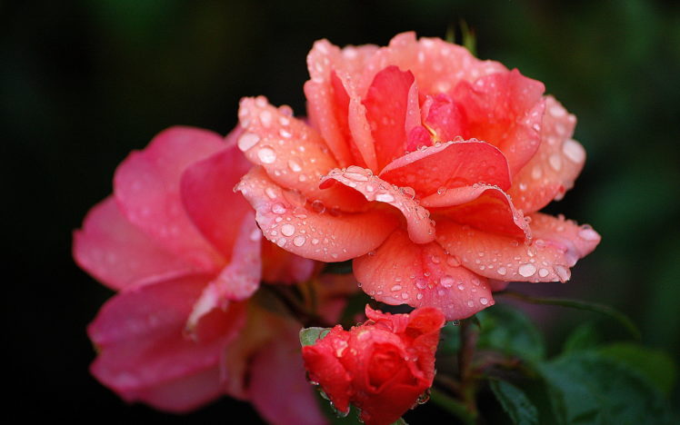flowers, Rose, Water, Drops HD Wallpaper Desktop Background