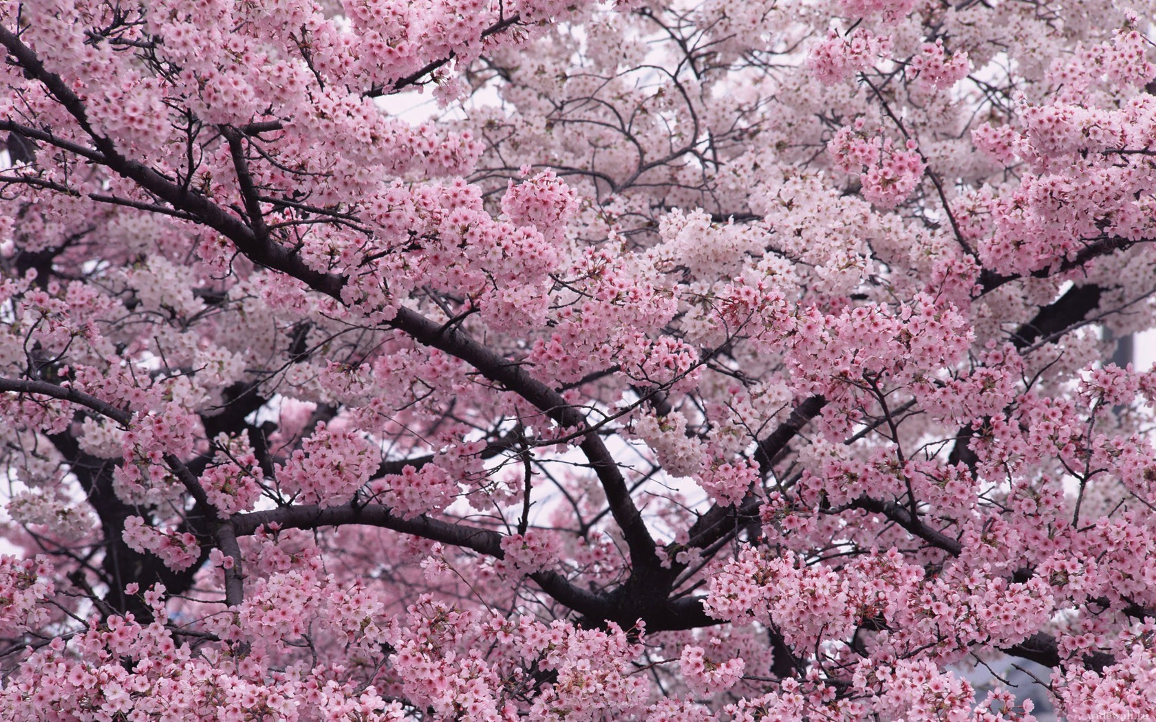 flowers, Tree, Branches Wallpaper