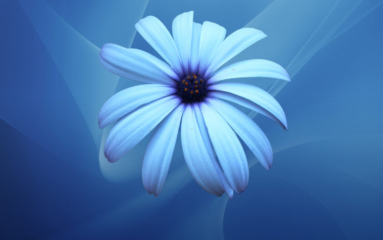 flowers, Blue HD Wallpaper Desktop Background