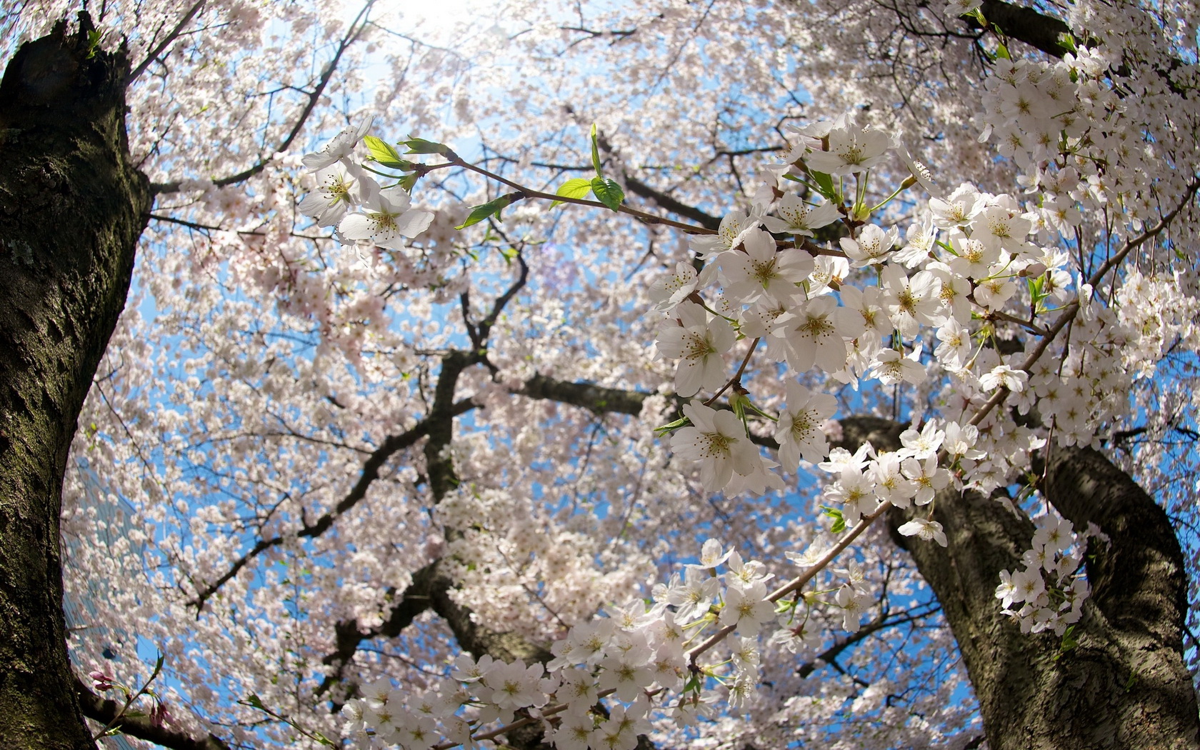 flowers, Tree, Branches, White Wallpaper