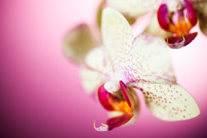 flowers, Orchid
