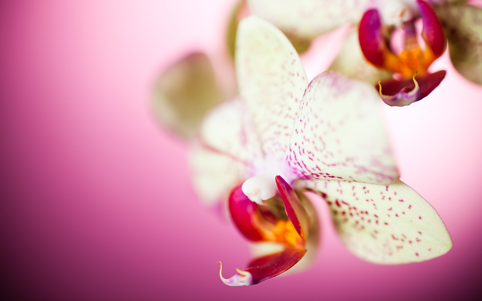 flowers, Orchid Wallpaper