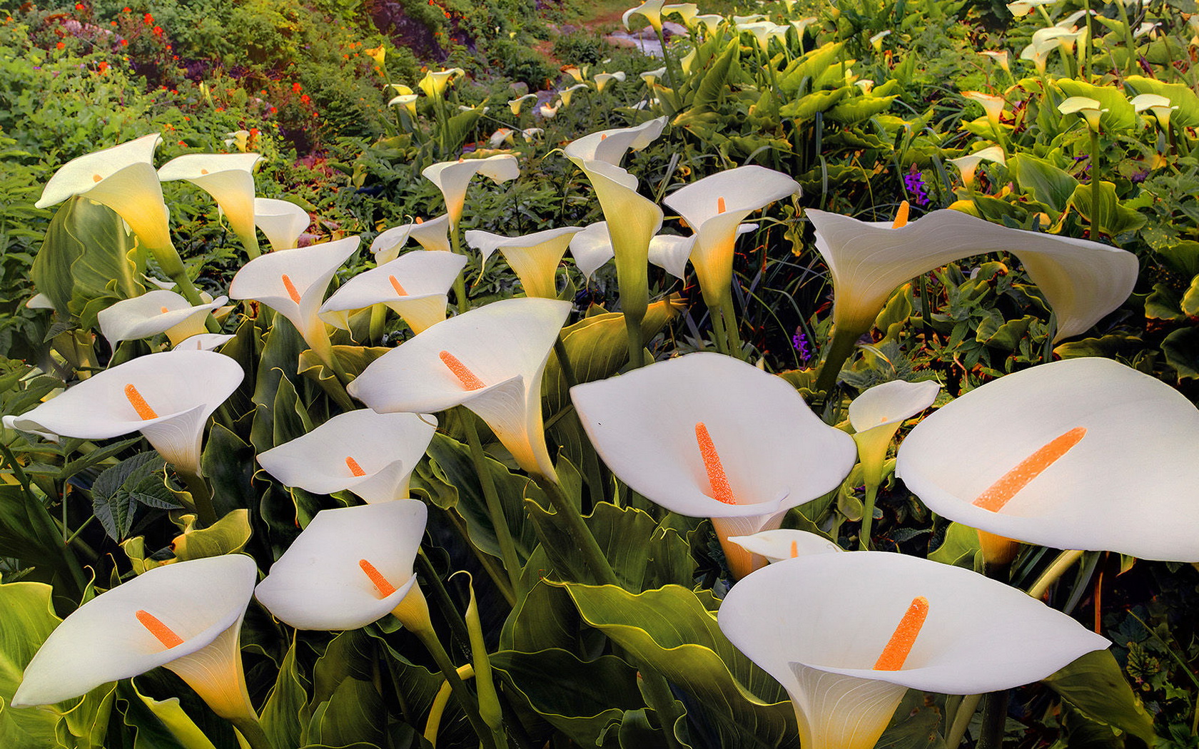 flowers, White, Zantedeschia, Aethiopica Wallpaper