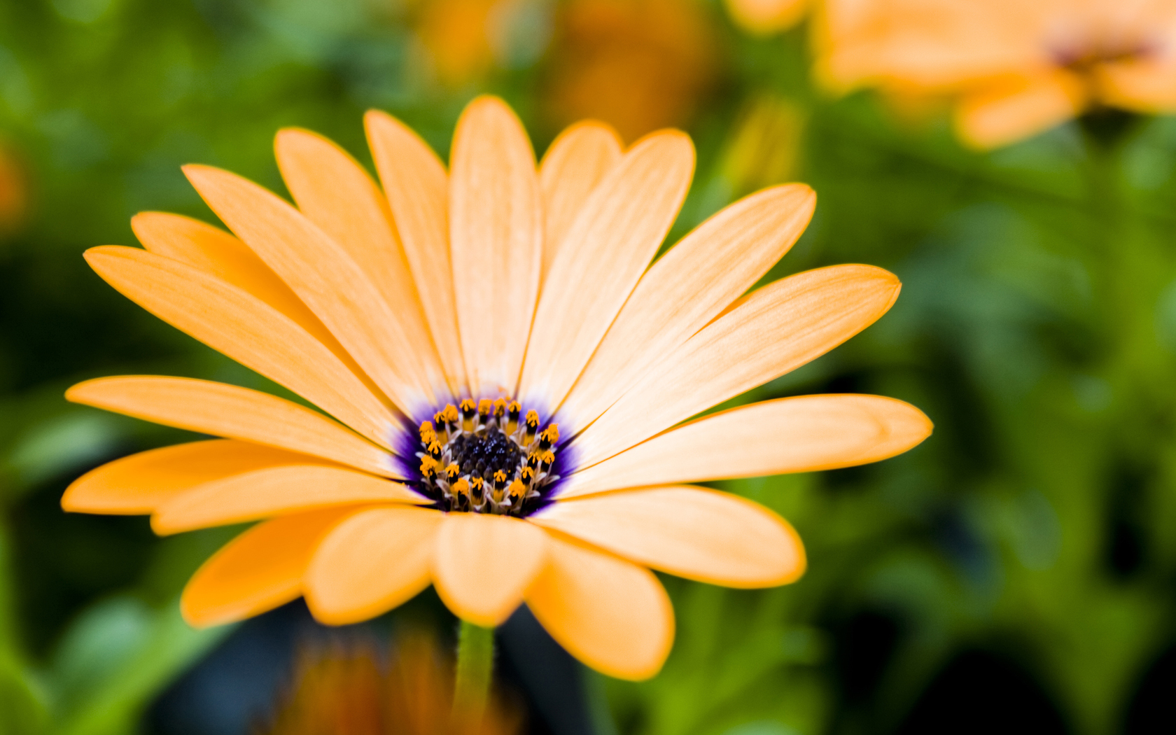 flowers, Yellow Wallpaper
