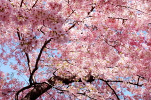 flowers, Tree, Branches, Pink
