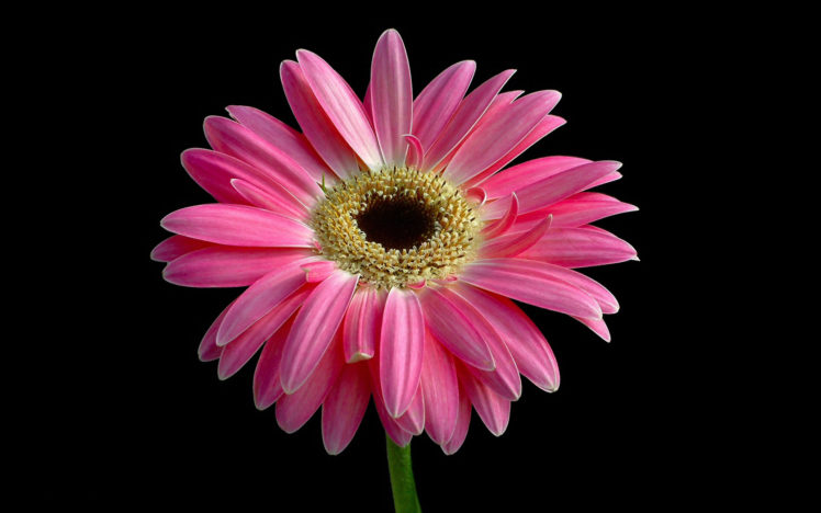 flowers, Gerbera, Pink HD Wallpaper Desktop Background