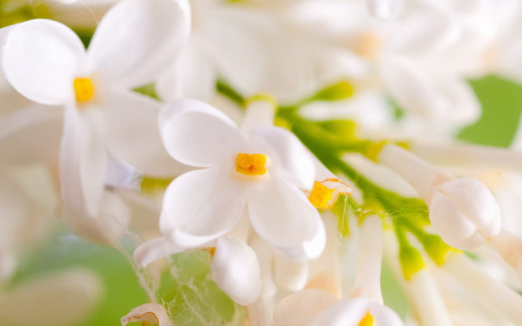 flowers, White