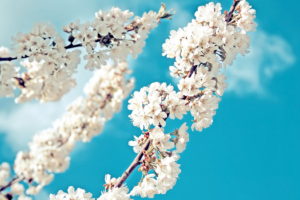 flowers, Tree, Branches, White