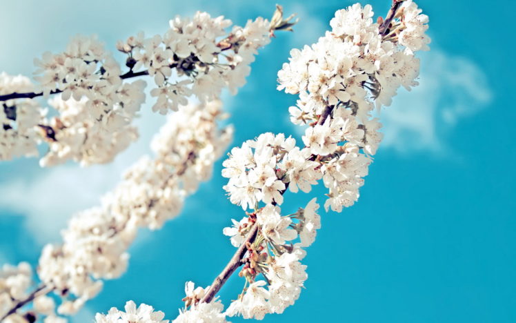 flowers, Tree, Branches, White HD Wallpaper Desktop Background