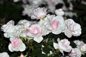 flowers, White, And, Pink