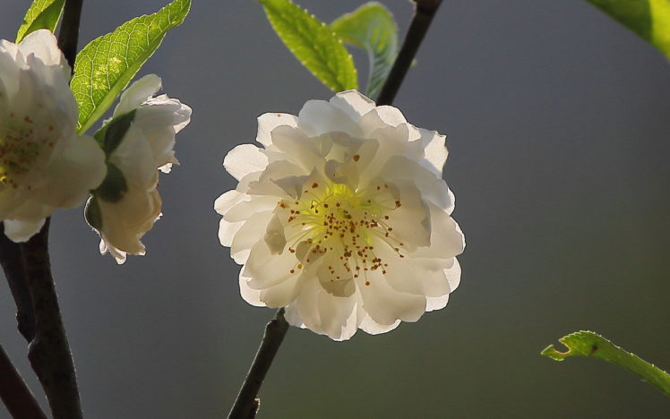 flowers, White HD Wallpaper Desktop Background