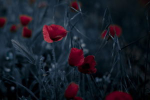 flowers, Background, Nature, Poppies, Bokeh
