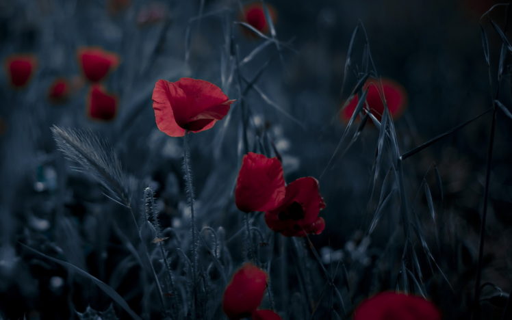 flowers, Background, Nature, Poppies, Bokeh Wallpapers HD / Desktop and  Mobile Backgrounds
