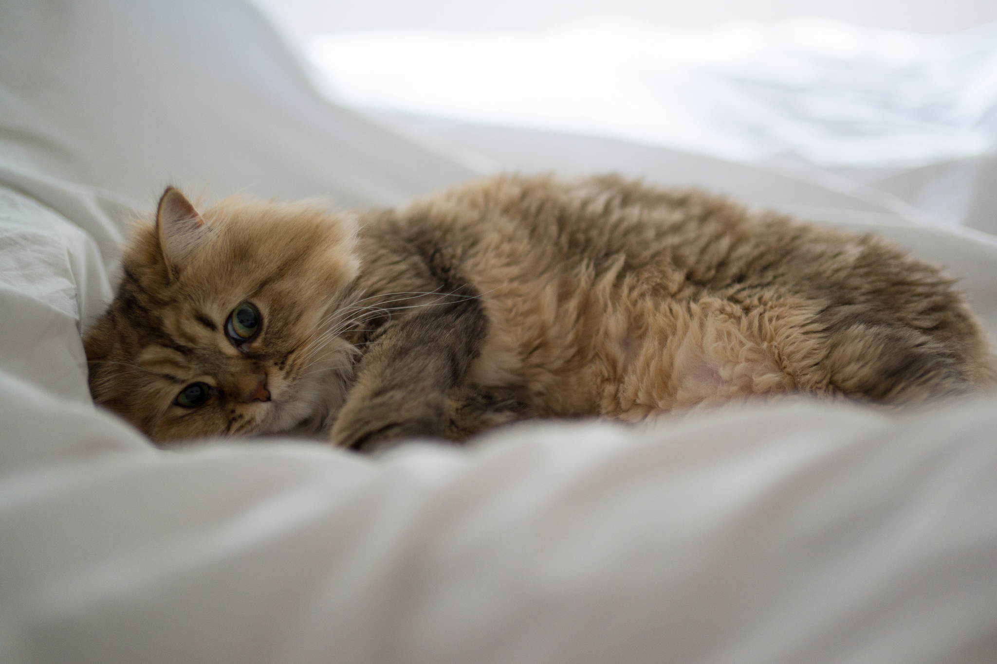 daisy, Cat Wallpaper