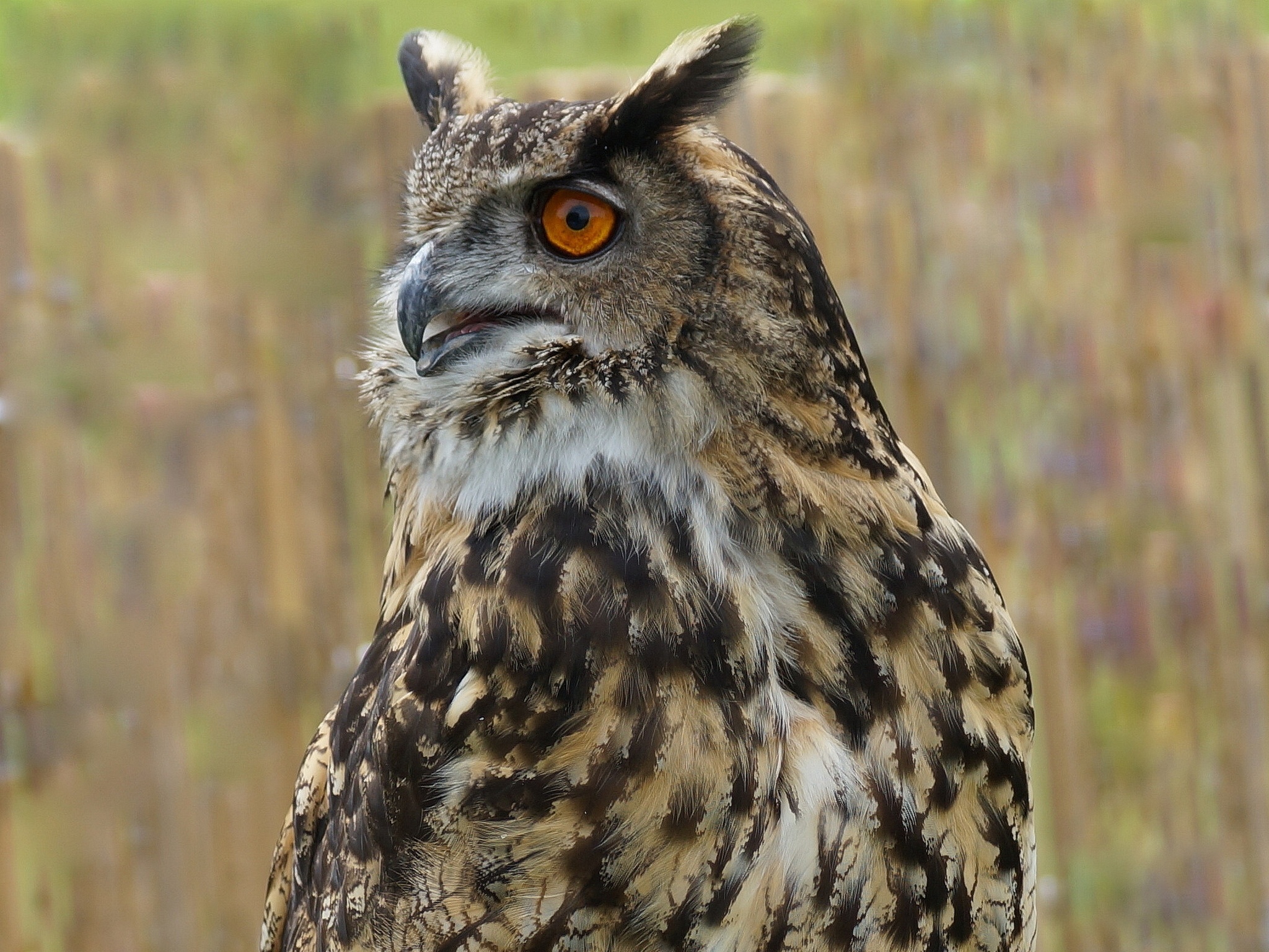 eared, Owl, Bird, Feathers Wallpaper